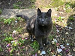 Lost Male Cat last seen TOPSIDE WAY and GREAT CIRCLE, MILL VALLEY, Strawberry, CA 94941