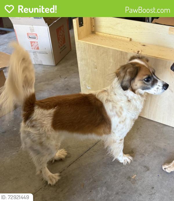 Reunited Male Dog last seen MacArthur and 150th , Edmond, OK 73013