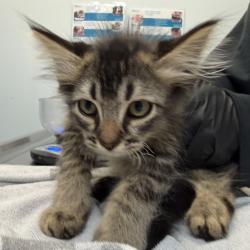 Shelter Stray Male Cat last seen Near Beta Street, San Diego, CA, 92113, San Diego, CA 92110