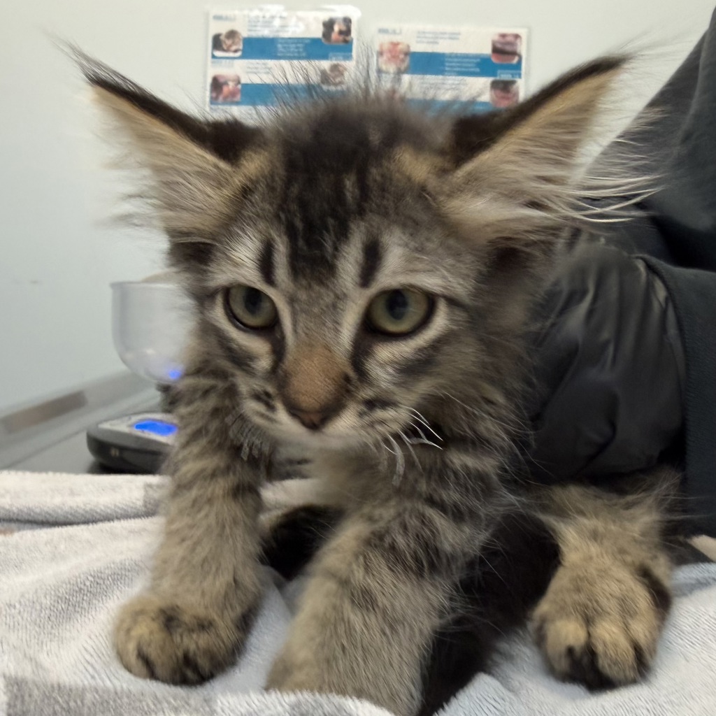 Shelter Stray Male Cat last seen Near Beta Street, San Diego, CA, 92113, San Diego, CA 92110