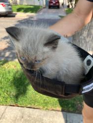 Found/Stray Unknown Cat last seen Olmstead, Glendale, CA 91202