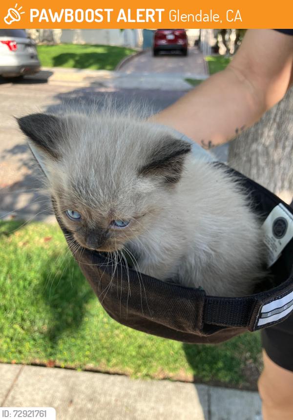 Found/Stray Unknown Cat last seen Olmstead, Glendale, CA 91202