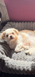 Reunited Male Dog last seen Near Kentshire Dr, Las Vegas, NV 89117, USA, Las Vegas, NV 89117