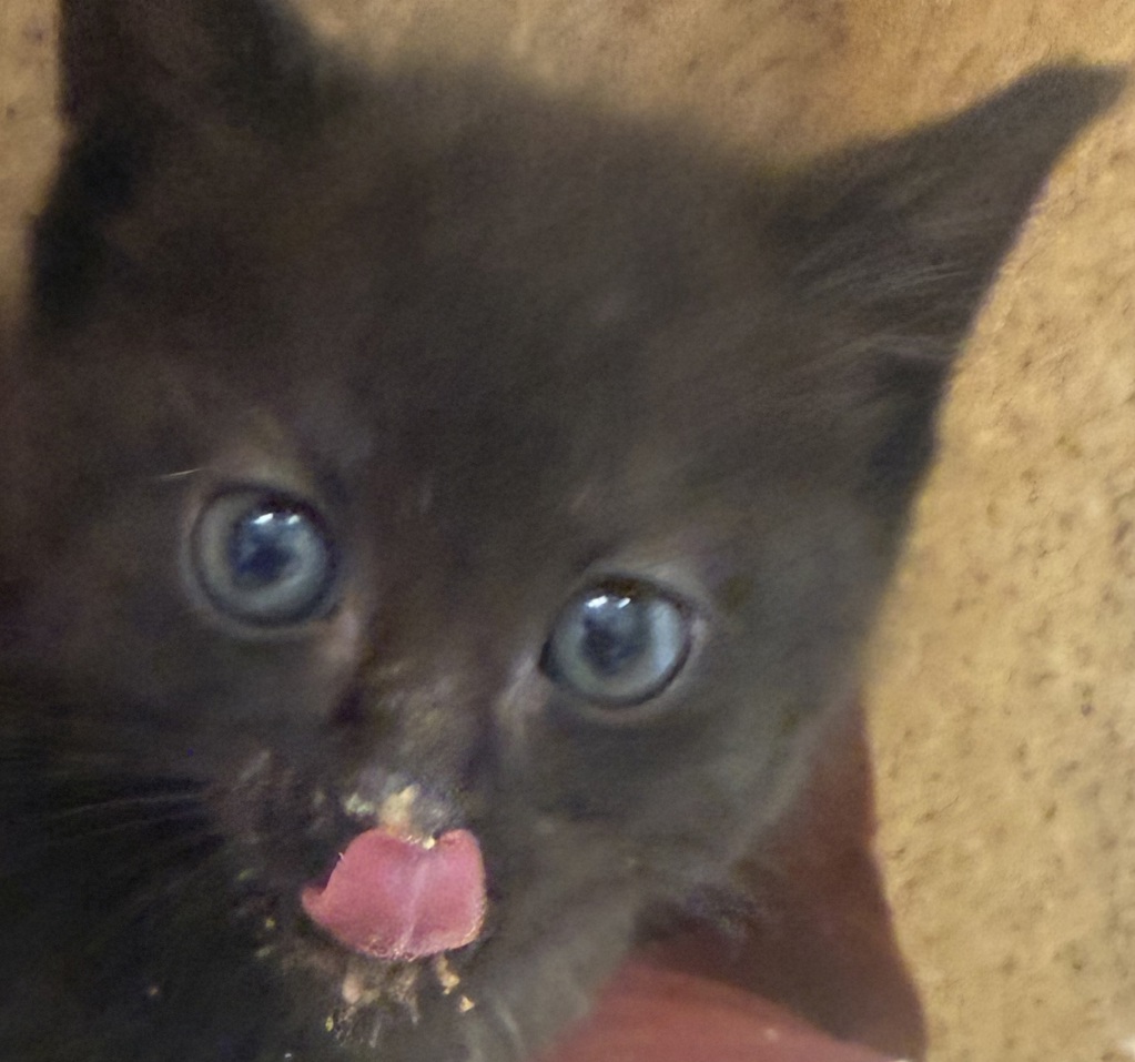 Shelter Stray Male Cat last seen NE 42nd & NE Emerson st, PORTLAND, OR, 97211, 1700 W Historic Columbia River Hwy, Troutdale, OR 97060, USA