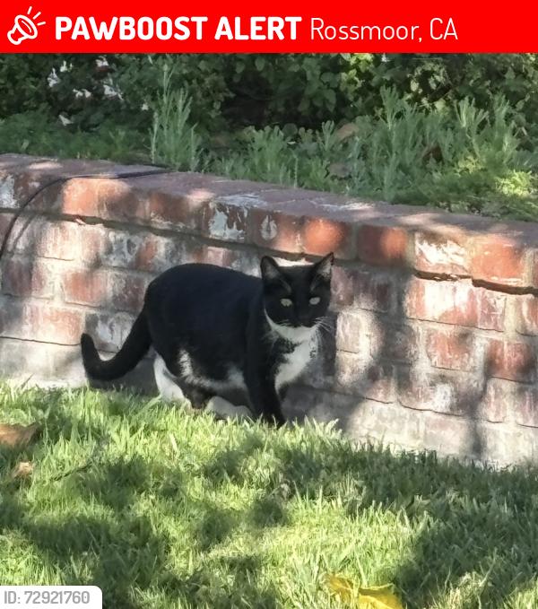 Lost Female Cat last seen Weatherby & Harrisburg, Rossmoor, CA 90720