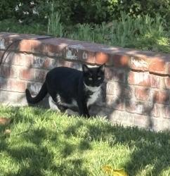 Lost Female Cat last seen Weatherby & Harrisburg, Rossmoor, CA 90720