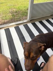 Found/Stray Female Dog last seen Near Let’s Go Paint Pottery, Pensacola, FL 32502