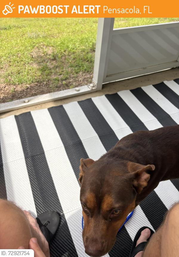 Found/Stray Female Dog last seen Near Let’s Go Paint Pottery, Pensacola, FL 32502
