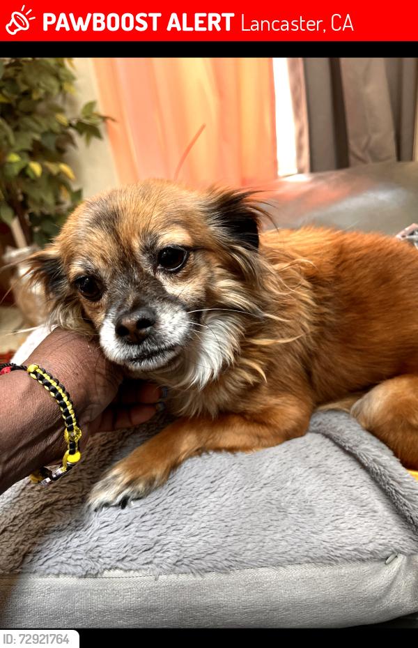 Lost Female Dog last seen Lancaster Blvd and 23rd st east, Lancaster, CA 93534