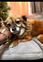 Lost Female Dog last seen Lancaster Blvd and 23rd st east, Lancaster, CA 93534