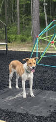Lost Male Dog last seen Near Marion oaks trail, Ocala, FL 34473