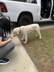 Reunited Unknown Dog last seen Lincoln/Van Buren , Riverside, CA 92503