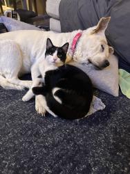 Lost Male Cat last seen H8 and division street , Lancaster, CA 93535