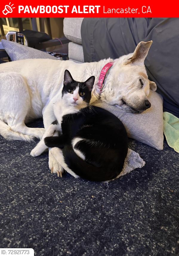 Lost Male Cat last seen H8 and division street , Lancaster, CA 93535