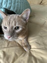 Lost Male Cat last seen Maiden lane, Old Bridge, NJ 08857