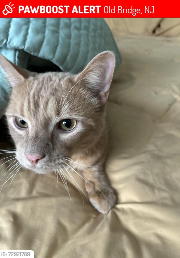 Lost Male Cat last seen Maiden lane, Old Bridge, NJ 08857