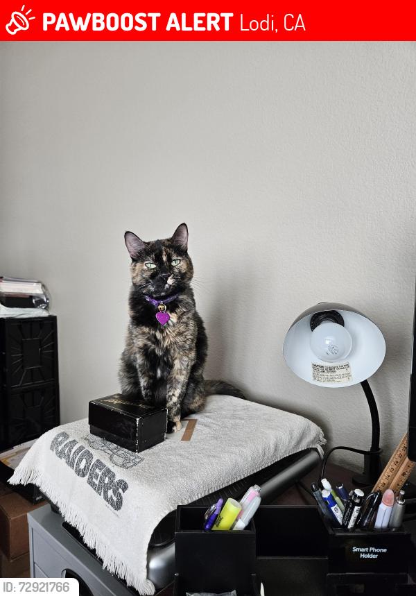 Lost Female Cat last seen Near Frontage Road, Lodi, CA 95212