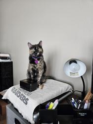 Lost Female Cat last seen Near Frontage Road, Lodi, CA 95212
