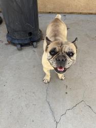 Reunited Female Dog last seen 27th st by Columbia , Lancaster, CA 93535