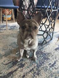 Lost Male Dog last seen Jackrabbit and Yuma, Buckeye, AZ 85326