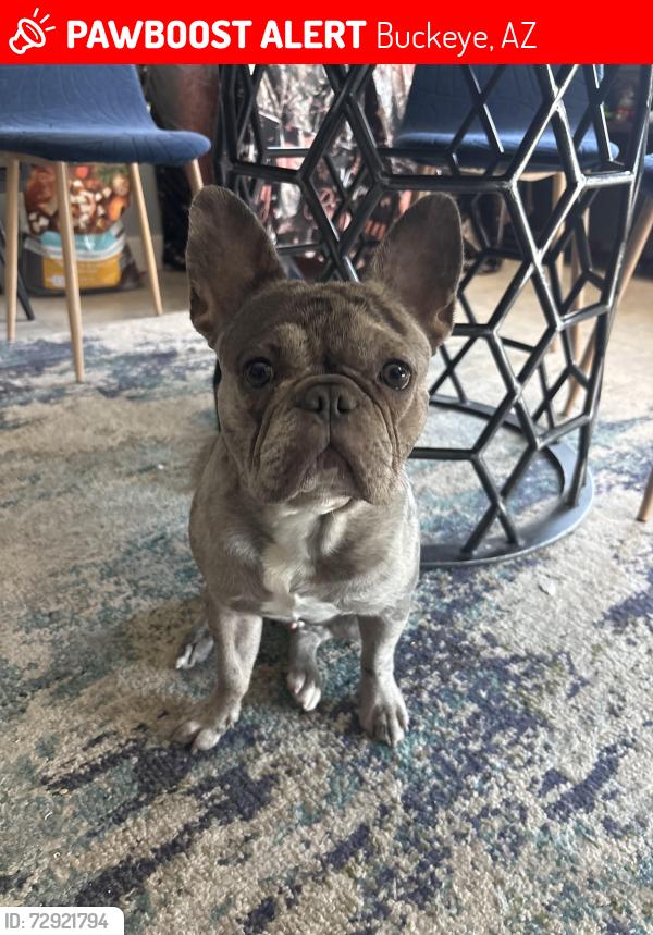 Lost Male Dog last seen Jackrabbit and Yuma, Buckeye, AZ 85326