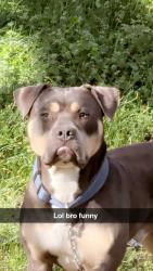 Reunited Male Dog last seen 11th and Sheridan , Tulsa, OK 74112