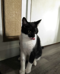 Reunited Male Cat last seen Pollards Close est/Rochford hosp, Essex, England SS4