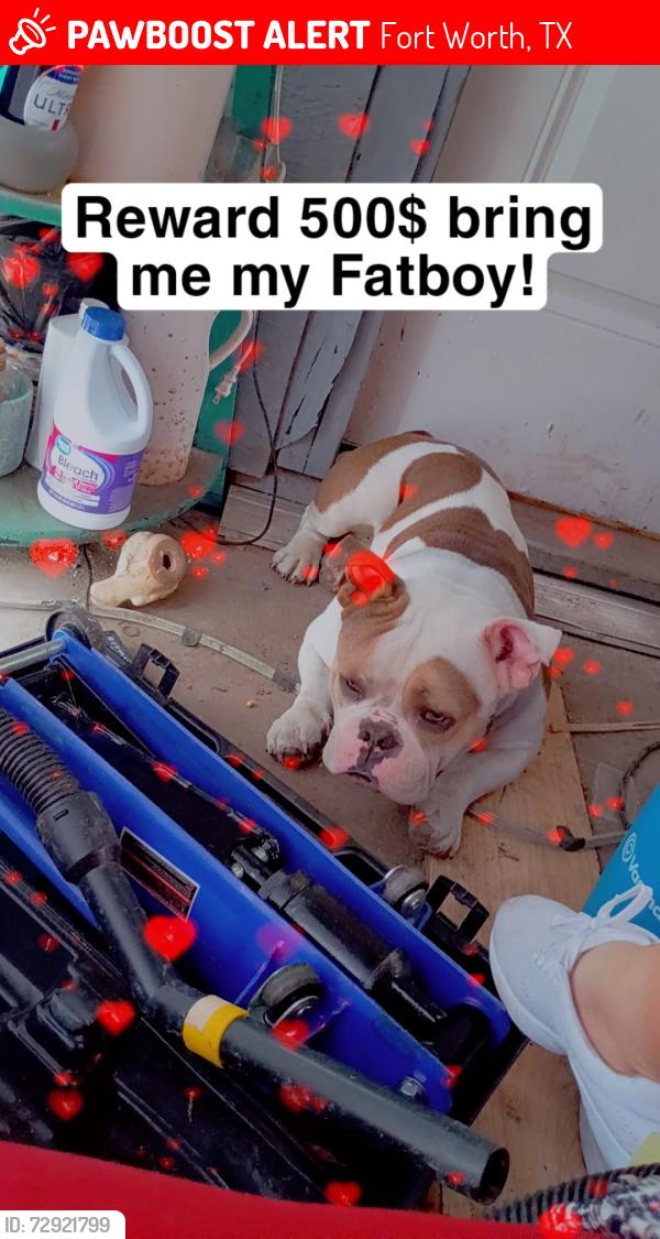 Lost Male Dog last seen Texaco and frankos, Fort Worth, TX 76106