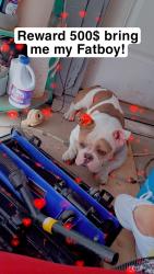 Lost Male Dog last seen Texaco and frankos, Fort Worth, TX 76106