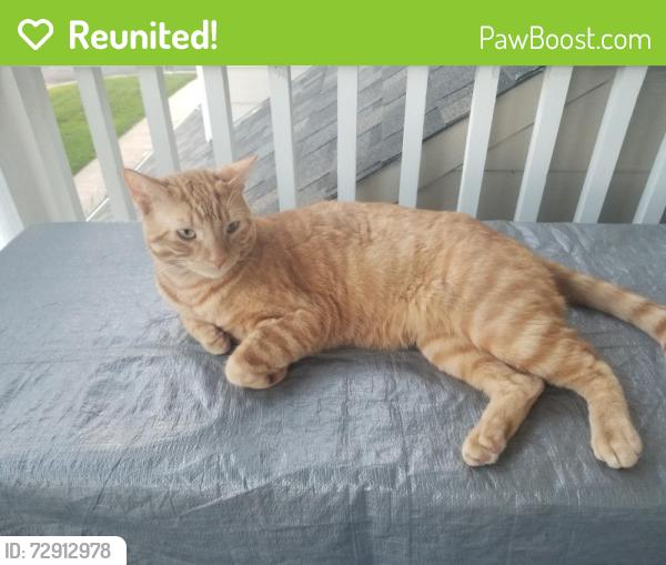 Reunited Male Cat last seen Pioneer Park, Evans, CO 80620