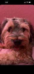 Reunited Male Dog last seen Near N Mississippi St, Alton, TX 78573