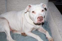 Reunited Female Dog last seen 24th and Arlington, Indianapolis, IN 46218