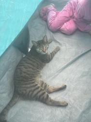 Reunited Unknown Cat last seen Glen Eagles Shopping Center (Ridgefield Parkway), Henrico County, VA 23233