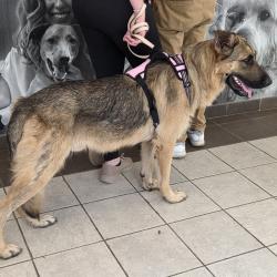 Shelter Stray Male Dog last seen , Columbus, GA 31907