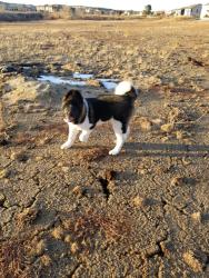 Lost Male Dog last seen Pony Tracks, Colorado Springs, CO 80922