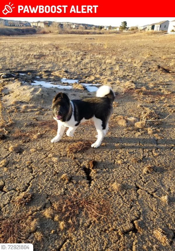 Lost Male Dog last seen Pony Tracks, Colorado Springs, CO 80922