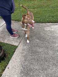 Reunited Male Dog last seen Peachtree street, West Norriton Township, PA 19403