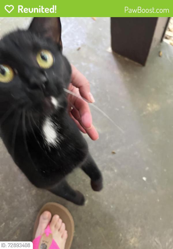 Reunited Unknown Cat last seen Hidden Hills Gatlinburg , Gatlinburg, TN 37738