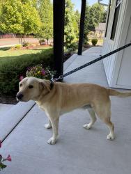 Reunited Male Dog last seen 107th, Orchards, WA 98682