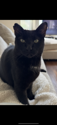 Lost Male Cat last seen MARINA BAY DRIVE , League City, TX 77573