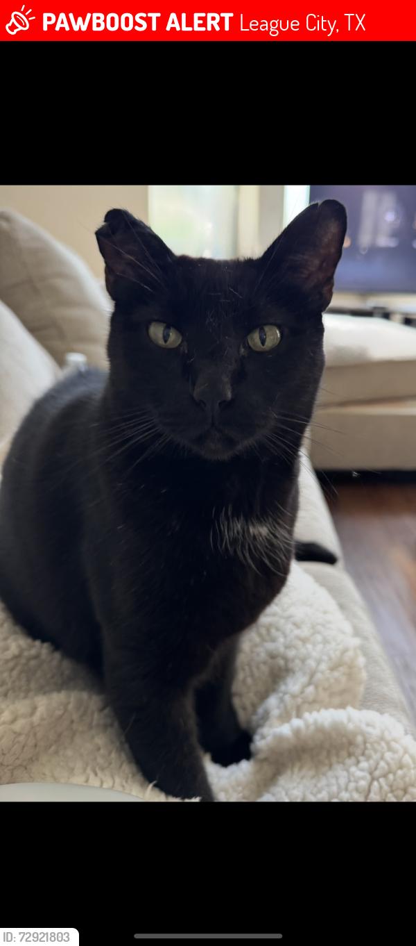Lost Male Cat last seen MARINA BAY DRIVE , League City, TX 77573