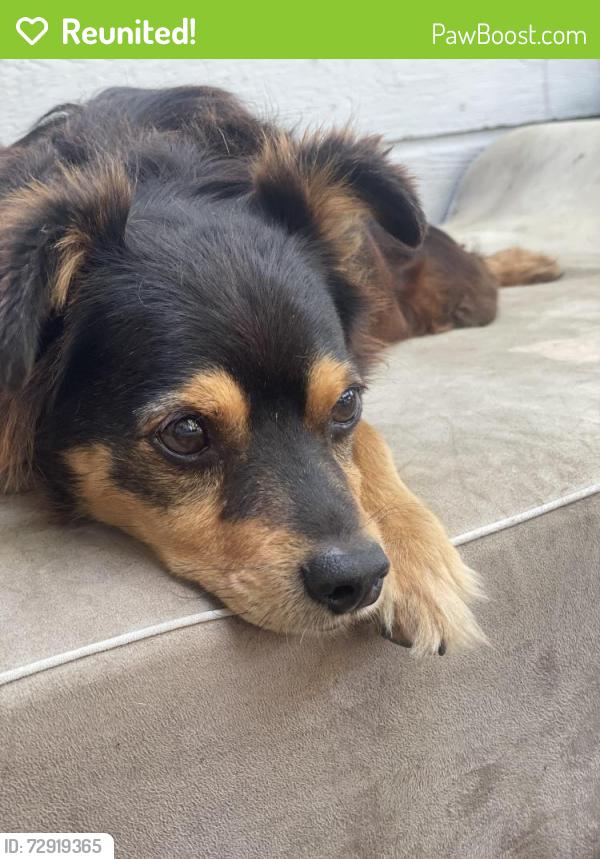 Reunited Male Dog last seen Casitas Municipal Water District building, Oak View, CA 93022