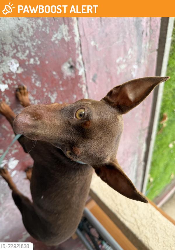 Found/Stray Male Dog last seen McBride and Verona Ave, East Los Angeles, CA 90022