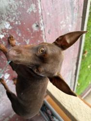 Found/Stray Male Dog last seen McBride and Verona Ave, East Los Angeles, CA 90022