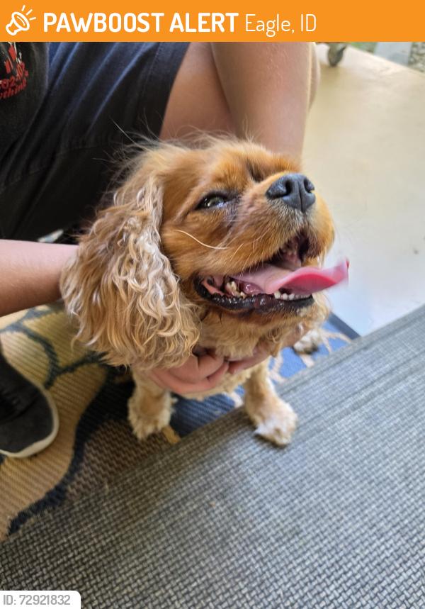 Found/Stray Female Dog last seen S River Grove Eagle ID , Eagle, ID 83616