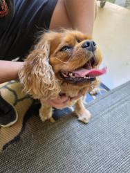 Found/Stray Female Dog last seen S River Grove Eagle ID , Eagle, ID 83616