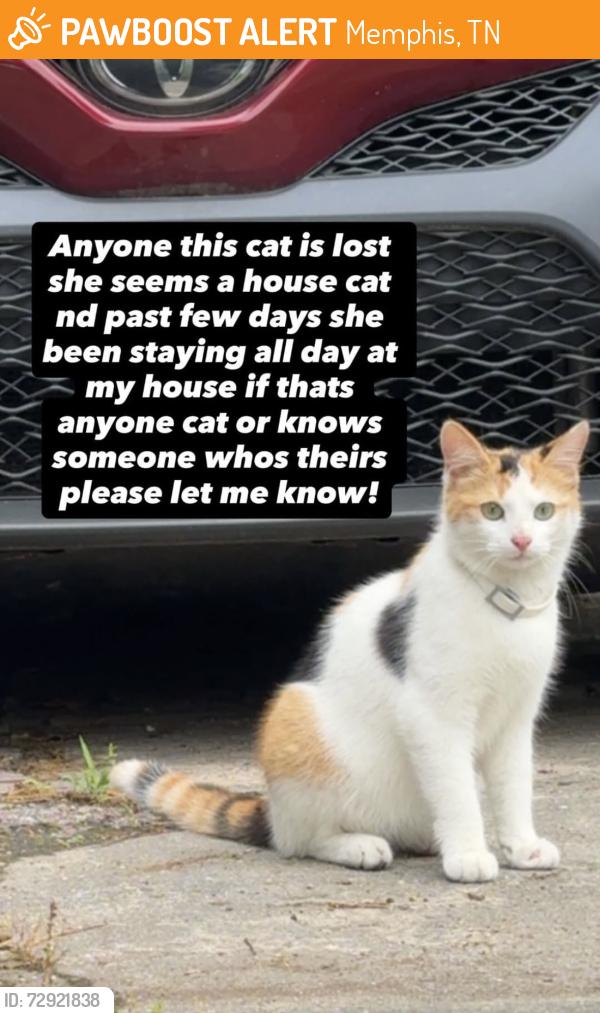 Found/Stray Unknown Cat last seen Dunn ave, Memphis, TN 38111