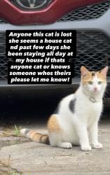 Found/Stray Unknown Cat last seen Dunn ave, Memphis, TN 38111