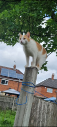 Lost Male Cat last seen Talisman pub, Tunstall, England ST6 5SB