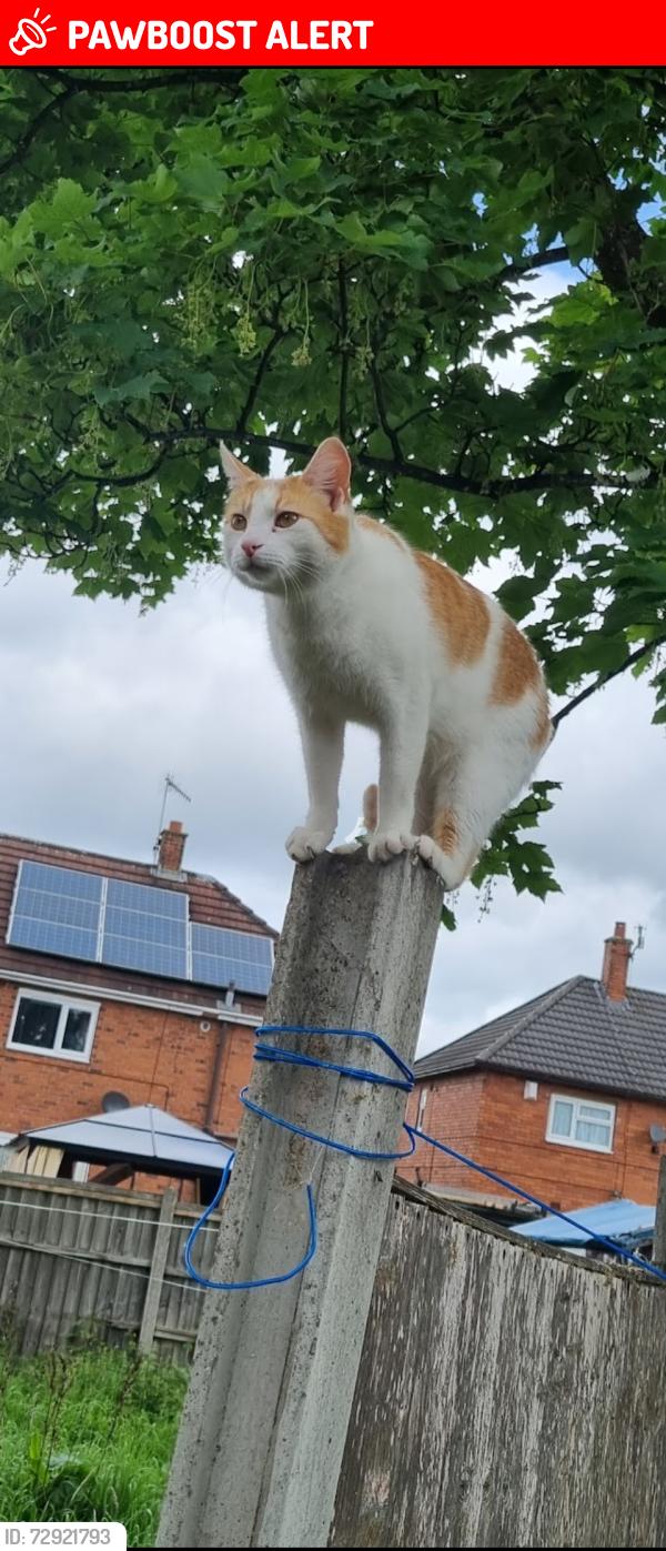 Lost Male Cat last seen Talisman pub, Tunstall, England ST6 5SB